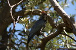 cockatoo noir